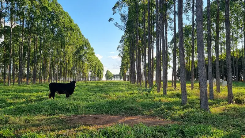Estudo inédito revela déficit de 1,4 bilhão de toneladas de carbono causado pela agropecuária no Brasil