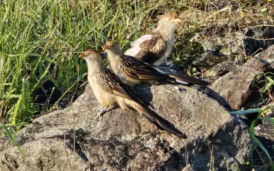Estudo mapeia 261 espécies de aves em parque na região da represa Guarapiranga, em São Paulo