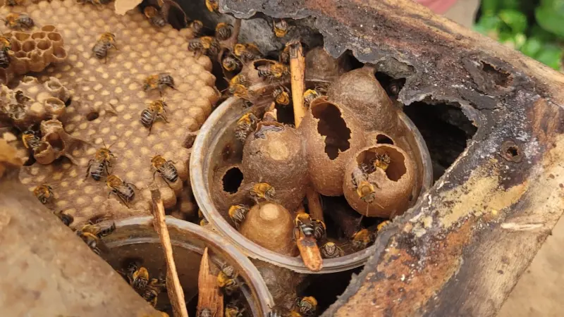 Estudo mostra como agrotóxicos afetam abelhas nativas