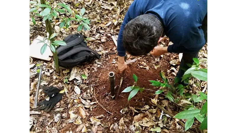 Estudo propõe nova metodologia para calcular sequestro de carbono por florestas tropicais