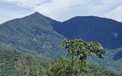 Estudo revela alto risco de extinção para árvores da Mata Atlântica