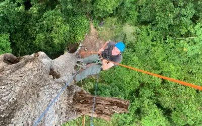 O Segredo das Gigantes: Como as maiores árvores do mundo desafiam a gravidade e sobrevivem à seca