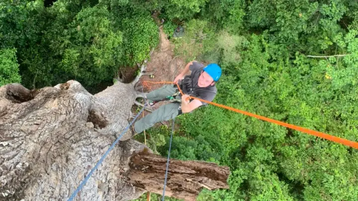 O Segredo das Gigantes: Como as maiores árvores do mundo desafiam a gravidade e sobrevivem à seca