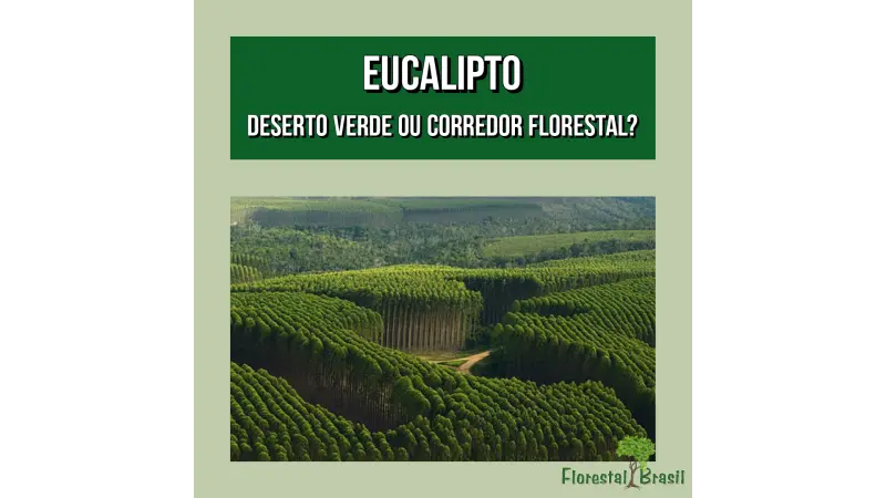 Eucalipto: deserto verde ou corredor florestal?