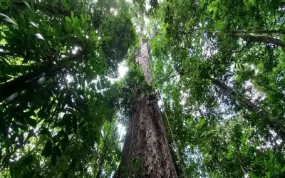 Evolução, Biodiversidade e Sustentabilidade: Desmistificando a Perfeição na Natureza