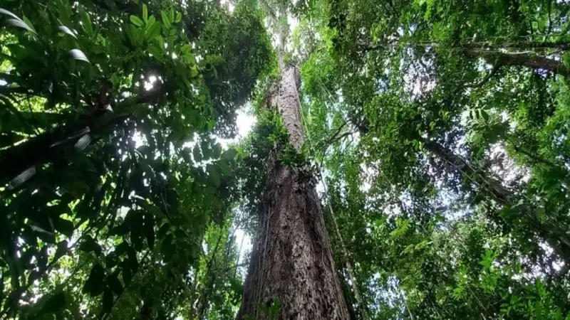 Evolução, Biodiversidade e Sustentabilidade: Desmistificando a Perfeição na Natureza