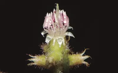 Flores à prova de chuva: estudo da UFRGS revela adaptação evolutiva das pétalas em ambientes úmidos