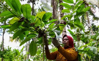 Expansão da Borracha está causando desmatamento no Sudeste Asiático