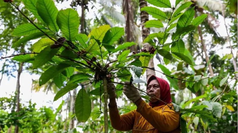 Expansão da Borracha está causando desmatamento no Sudeste Asiático