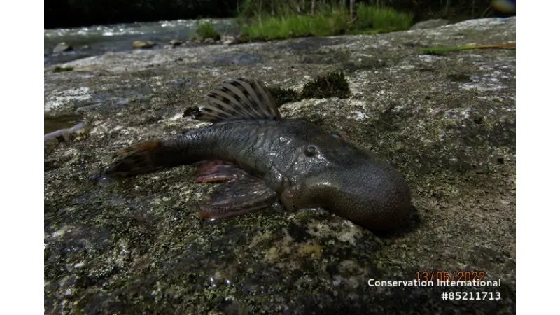 Expedição Científica Descobre 27 Novas Espécies na Amazônia Peruana