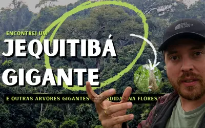 No coração da Mata Atlântica: a busca por um Jequitibá-rosa gigante em Minas Gerais