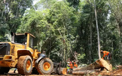 Exploração Sustentável: O Sucesso da Floresta Nacional do Jamari em Rondônia