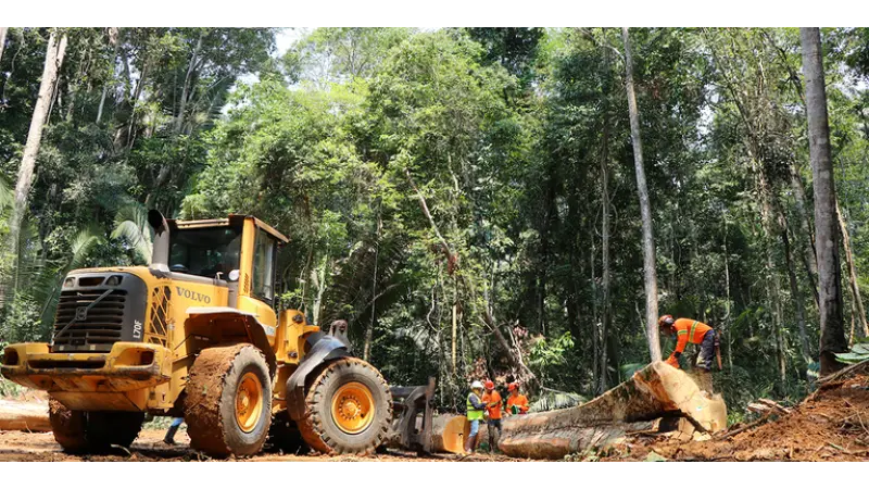 Exploração Sustentável: O Sucesso da Floresta Nacional do Jamari em Rondônia