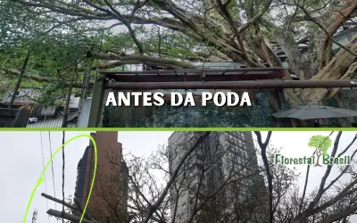 Figueira centenária do Rubaiyat é podada e reacende debate sobre manejo urbano