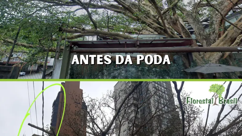 Figueira centenária do Rubaiyat é podada e reacende debate sobre manejo urbano