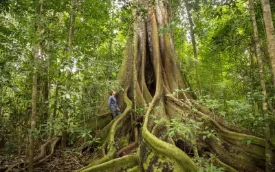 Figueiras como simbolismo religioso no Brasil e no Mundo