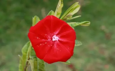 Flor-de-Carajás: estudo revela como espécie ameaçada ajusta seu ciclo de vida ao microclima