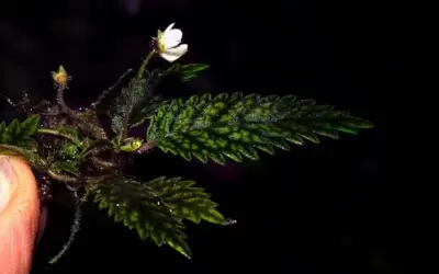 Flor minúscula que sobreviveu ao desmatamento é considerada nova espécie