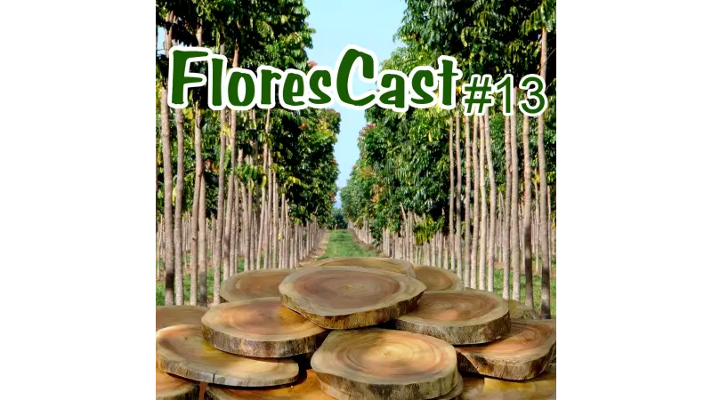 FloresCast #13 - Mogno Africano, o novo 'ouro verde'
