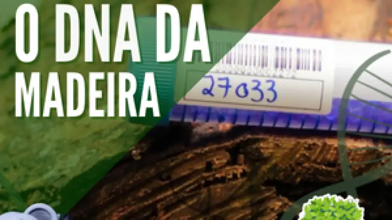 FloresCast #25 - Rastreando a madeira pelo DNA