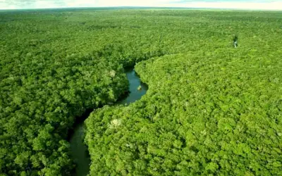 Floresta amazônica reduz capacidade de absorção de dióxido de carbono