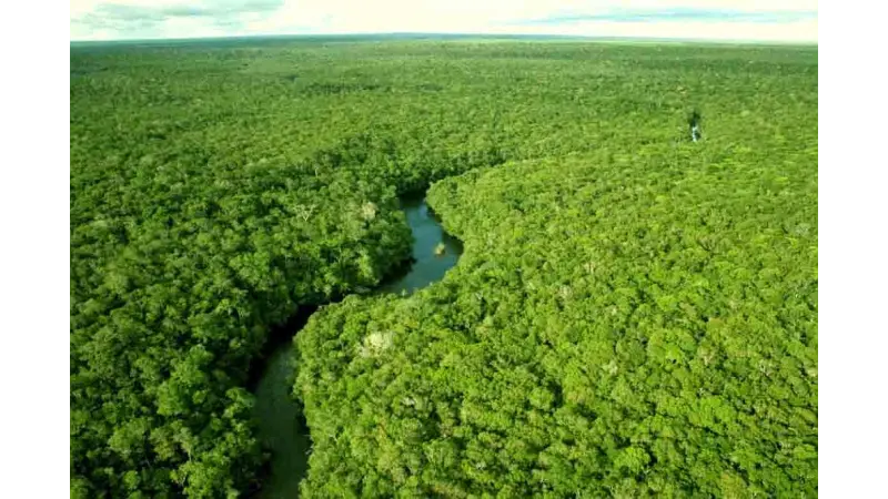 Floresta amazônica reduz capacidade de absorção de dióxido de carbono