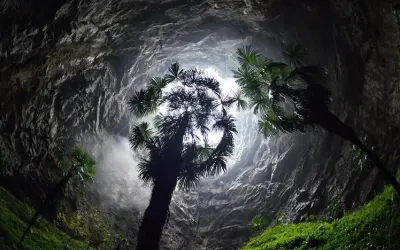 Floresta é encontrada em caverna subterrânea na China
