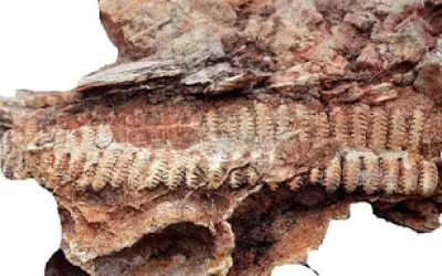 A floresta fossilizada do estado do Tocantins
