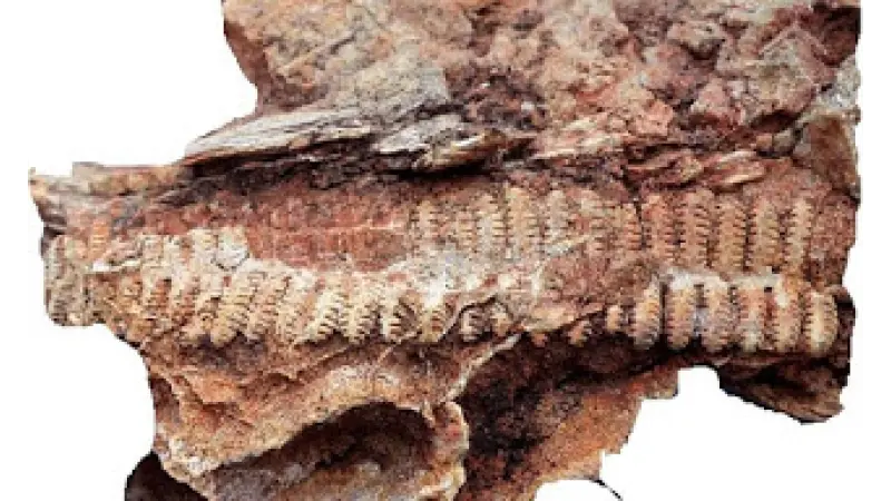 A floresta fossilizada do estado do Tocantins