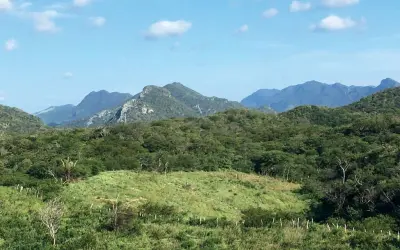 Floresta pode se recuperar rapidamente