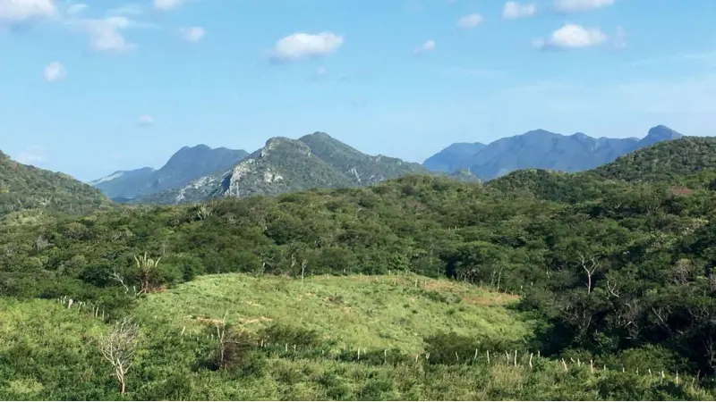 Floresta pode se recuperar rapidamente