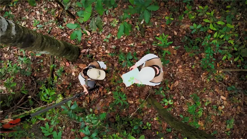 Florestas do Brasil - Inventário Florestal Nacional
