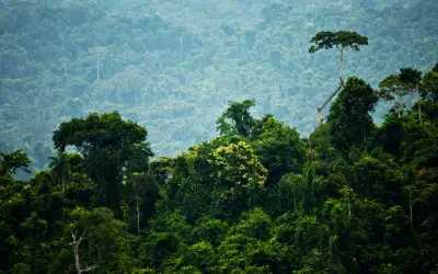 Florestas nativas, plantadas e recuperadas têm a mesma importância?