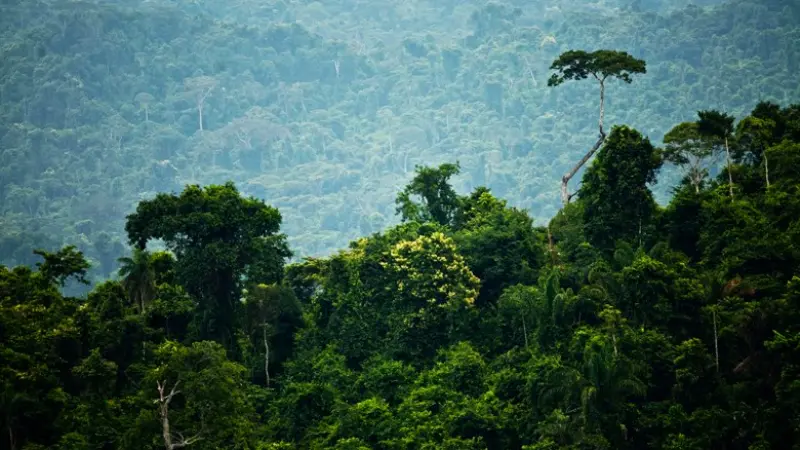 Florestas nativas, plantadas e recuperadas têm a mesma importância?
