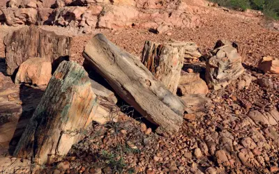 Florestas petrificadas no Brasil e fósseis de plantas