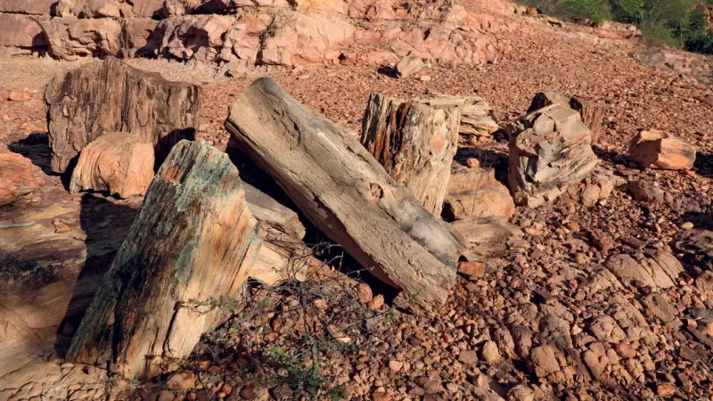 Florestas petrificadas no Brasil e fósseis de plantas