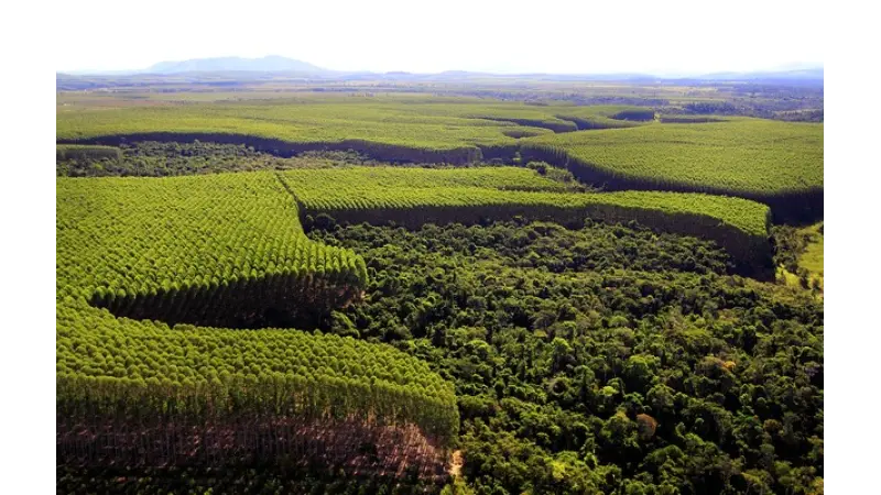 Florestas plantadas: qualidade do produto brasileiro é aval para exportar