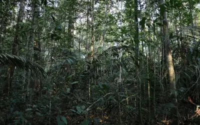 O Valor Insubstituível das Florestas Primárias: Por que apenas o plantio não salva a Amazônia