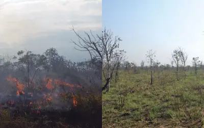 Fogo e gado aliados da conservação? Estudo revela como o manejo ativo salva os campos do Cerrado