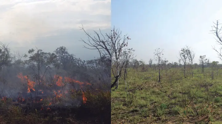 Fogo e gado aliados da conservação? Estudo revela como o manejo ativo salva os campos do Cerrado
