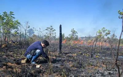 Pesquisadores analisam como gramíneas sustentam o equilíbrio do Cerrado