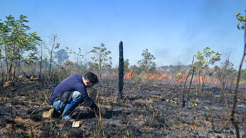 Pesquisadores analisam como gramíneas sustentam o equilíbrio do Cerrado