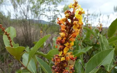 Fogo no Cerrado: por que o manejo integra a conservação das savanas