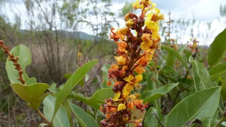 Fogo no Cerrado: por que o manejo integra a conservação das savanas