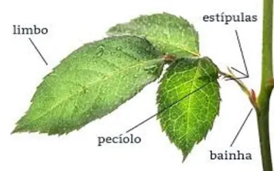 Formato das folhas vegetais