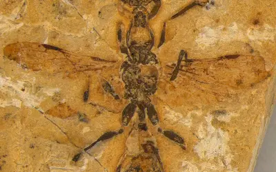 Formiga-infernal que existiu no Nordeste brasileiro é a mais antiga do mundo