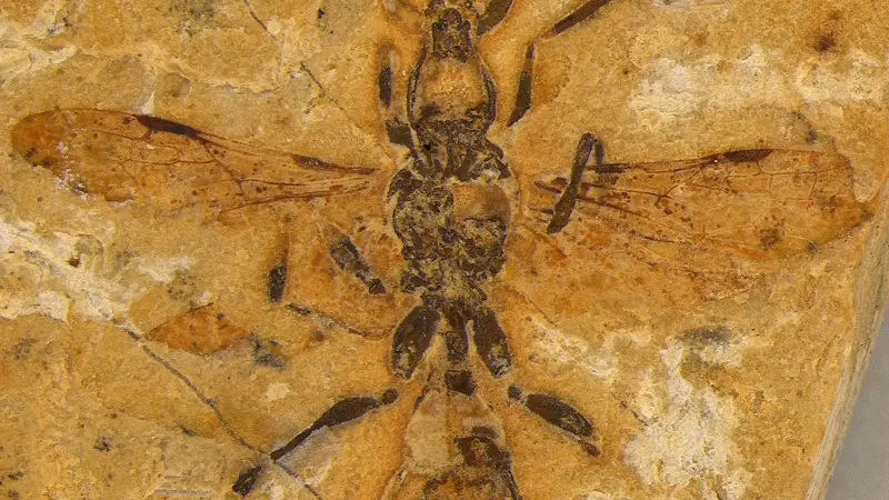 Formiga-infernal que existiu no Nordeste brasileiro é a mais antiga do mundo