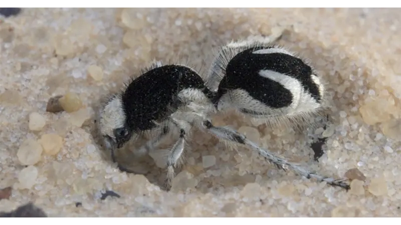Formigas-feiticeiras apresentam cor ultraescura inédita na natureza, que absorve quase toda a luz