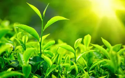Fotossíntese artificial: Obter energia usando apenas água e luz solar