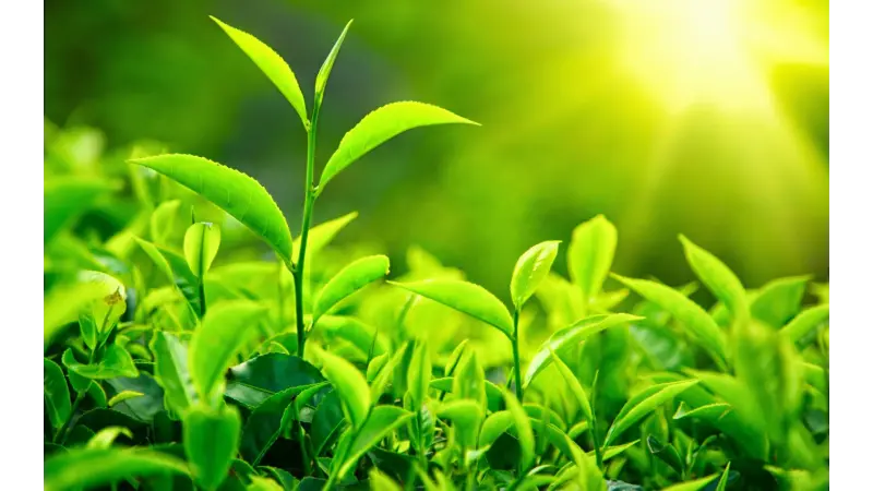 Fotossíntese artificial: Obter energia usando apenas água e luz solar